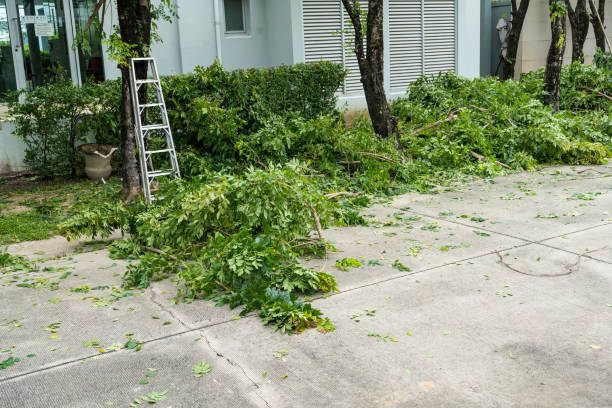 How Our Tree Care Process Works  in  Lenwood, CA