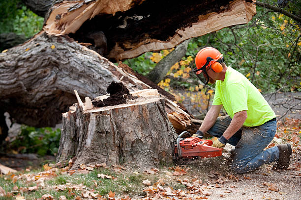 Professional Tree Services in Lenwood, CA