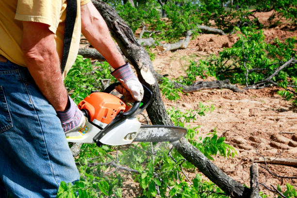 Leaf Removal in Lenwood, CA